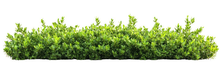 PNG Green Shrub border vegetation plant hedge.