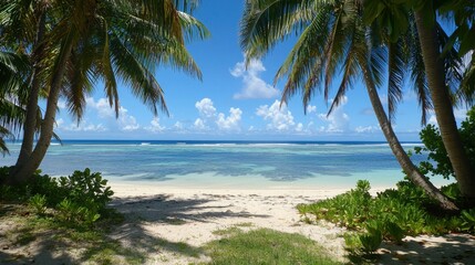 A beautiful beach with palm trees and a clear blue sky