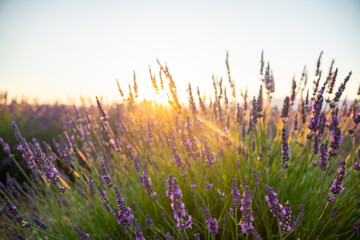 Lavender Fields in Provence at Sunrise