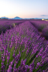 Fototapeta premium Lavender Fields at Sunset in Provence, France