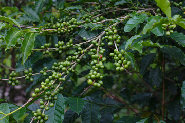 photo of green coffee berries on branches in an Indonesian plantation