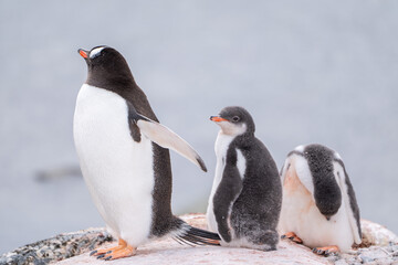 Naklejka premium Gentoo penguins (Pygoscelis papua) with gentoo chicks. Antarctica South Pole. Small penguins