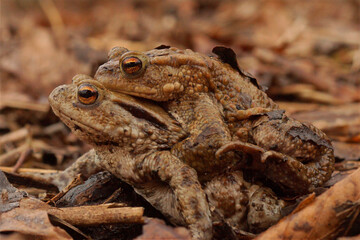 Two toads are piled on top of each other on a bed of leaves. The toads are brown and have bumpy skin