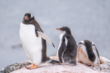 Gentoo penguins (Pygoscelis papua) with gentoo chicks. Antarctica South Pole. Small penguins