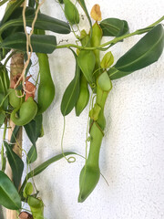 Nepenthes alata in close-up, emphasizing the vibrant green pitcher shape and leaf texture. Perfect...