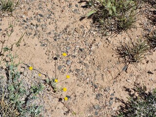 Dry soil background. Beautiful flowers in the desert.

