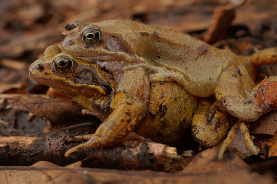 Two brown frogs atop a pile of dead leaves. The frogs are mating and engaging in amplexus in a natural environment.