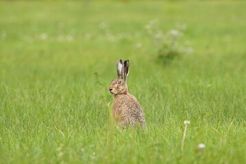 European Hare in a Meadow 