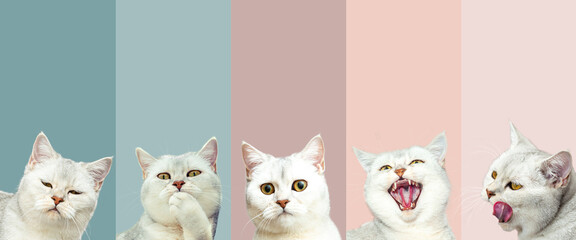 Collection of British cats with different emotions isolated on trendy pastel backgrounds.