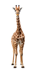 Fototapeta premium PNG Giraffe wildlife standing animal.