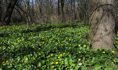 Fototapeta premium spring in the forest