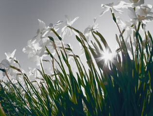 bed of narcissus