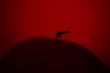 mosquito