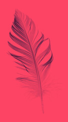 feather closeup