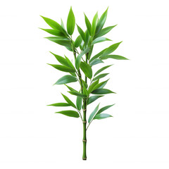 Naklejka premium Bright Green Bamboo Shoot Growing Upward Isolated on White Background, Symbolizing Growth and Nature