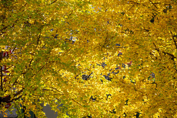 Autumn ginkgo trees turning yellow