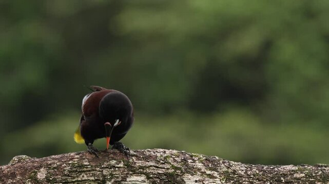 Montezuma Oropendola, Psarocolius montezuma, portrait of exotic bird from Costa Rica, brown with black head and orange bill, clear green background. Wildlife scene from tropical nature.