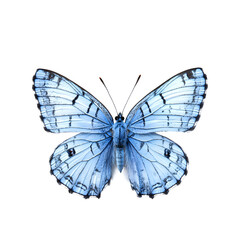 Dingy Skipper Butterfly