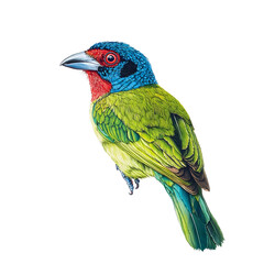 Obraz premium Vibrant Blue-Eared Barb
