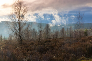 Obraz premium Morning Sunlight shining through trees at Hamsterley Forest, County Durham, England, UK.