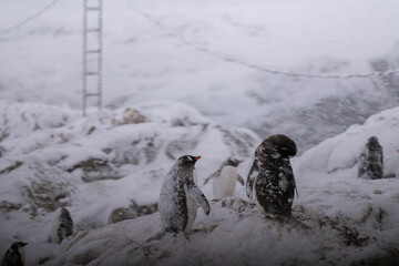 Gentoo penguins in Antarctica. Wild nature