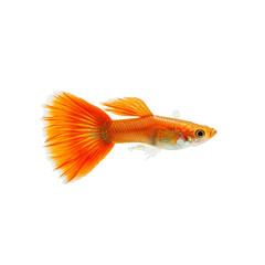 Fototapeta premium guppy fish on a white background