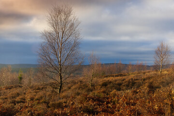 Obraz premium Moody sky over Pennine moorland, Hamsterley Forest, County Durham, England, UK.