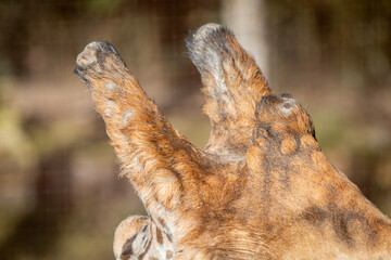 Obraz premium Close up of giraffe Ossicones (horns)