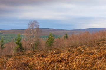 Fototapeta premium Moody sky over Pennine moorland, Hamsterley Forest, County Durham, England, UK.