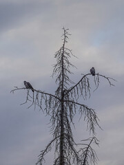 Two birds on an evergreen tree against cloudy blue sky