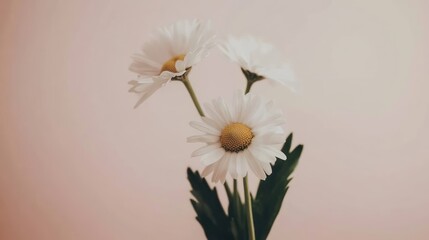 Three Daisies Against A Soft Pink Background