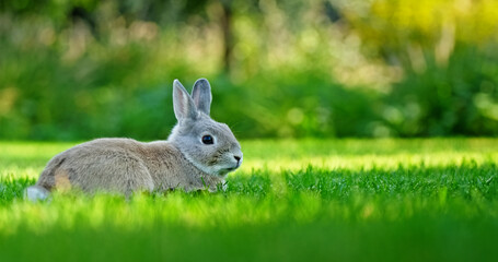 A fluffy gray rabbit sits on lush green grass, surrounded by a blurred natural background, creating a peaceful springtime atmosphere.