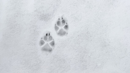 Interesting abstract white background with footprints of a cat or dog paws on the snow.