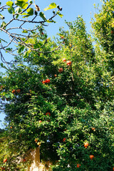A Vibrant Pomegranate Tree, Abundantly Bearing Delicious Fruit Under the Clear Blue Sky