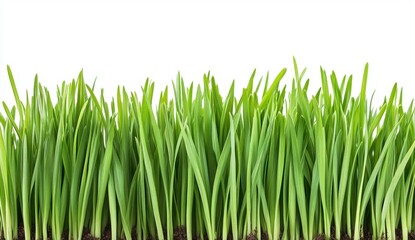 Fresh Green Grass Blades Isolated on White Background for Nature