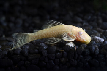 Longfin Bristle nose Pleco (Ancistrus cirrhosus) albino fish in aquatic plant tank