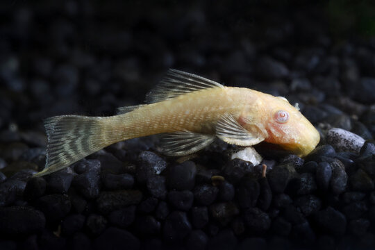 Longfin Bristle nose Pleco (Ancistrus cirrhosus) albino fish in aquatic plant tank