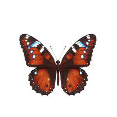 Fototapeta premium Finely Textured Butterfly
