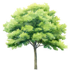 Fototapeta premium Watercolor illustration of a lush green tree with thick foliage and sturdy trunk. Detailed painting captures the beauty of nature in a vibrant artistic style. Isolated on transparent background, png.