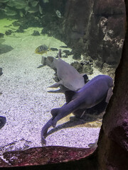 hai fisch