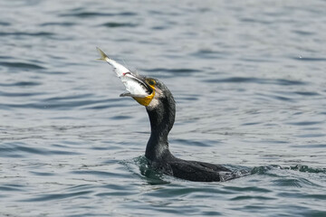 cormorant in a sea