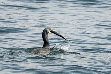 cormorant in a sea