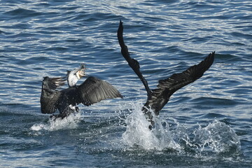 cormorant in a sea