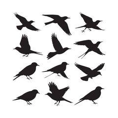 Bird silhouette vector illustration, perfect for logo design, art projects, and graphic design. Diverse positions, flying, perching white Background.
