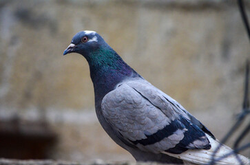 Close-up of a pigeon, side view.