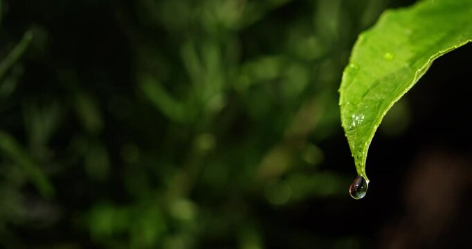 Fresh green leaf with water droplets after rain, reflecting light against a blurred natural background. - Powered by Adobe