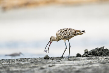 カニをくわえるホウロクシギ