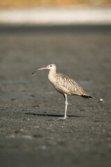 ホウロクシギ幼鳥