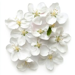 Obraz premium Delicate White Blossom Flowers on White Background for Nature Photography