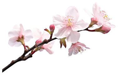 PNG Spring flower blossom plant.